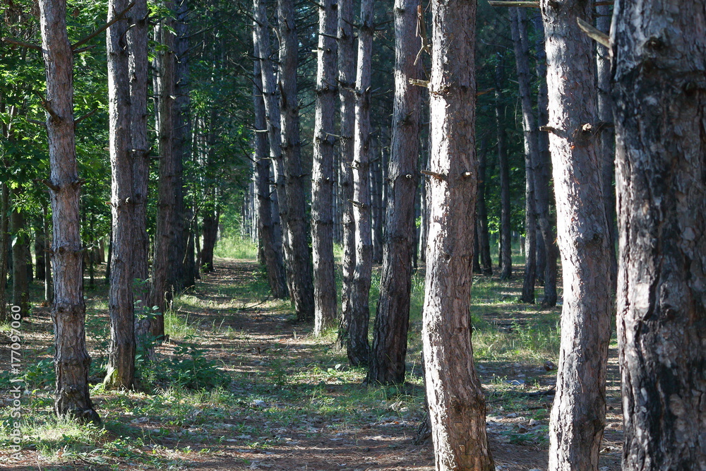 Obraz premium Pine forest with the sun shining through the trees