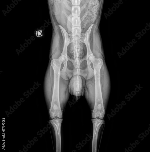 Dog X-Ray