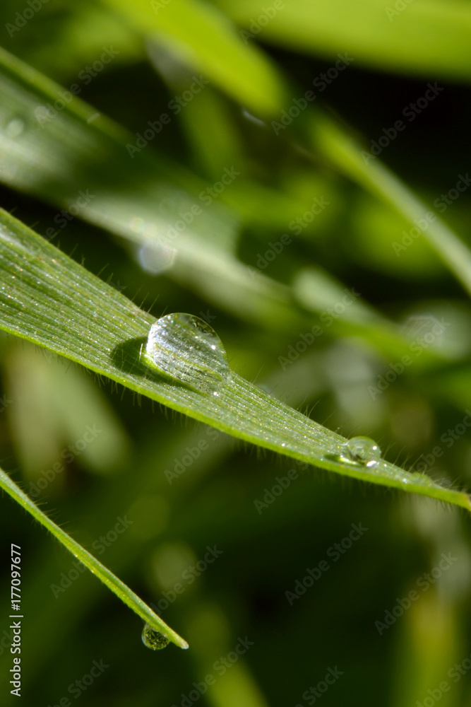 Obraz premium Dew Drop on grass