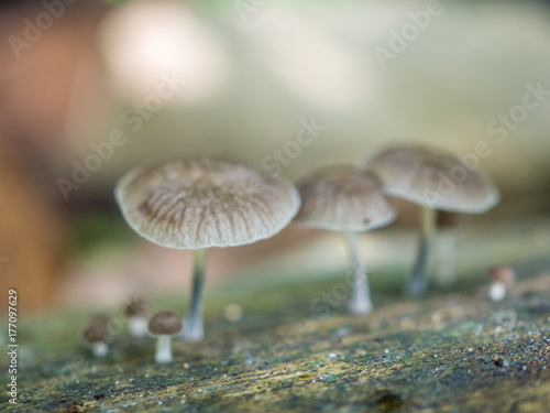The blurred macro mushrooms.