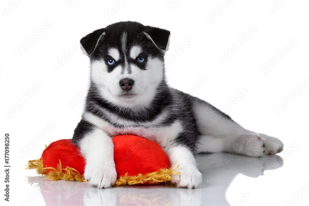 Cute puppy of Siberian husky on a white background Cute puppy of Siberian husky on a white background