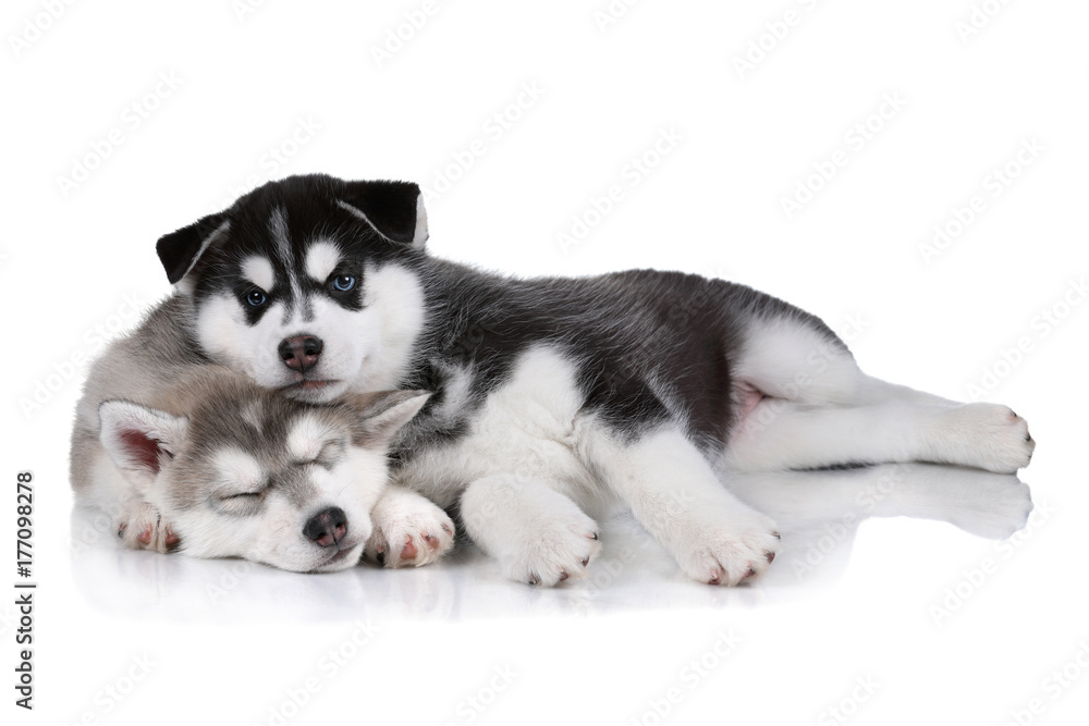 Two Siberian Husky puppies are sleeping