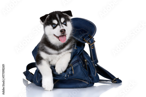 siberian husky backpack