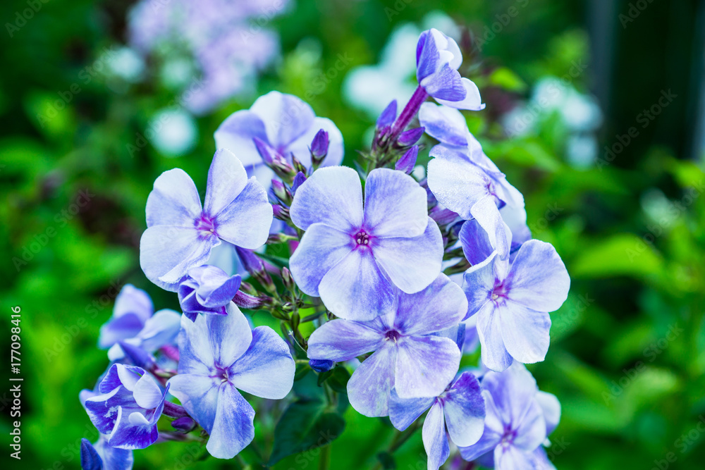 Blooming phlox in the garden. Shallow depth of fied.