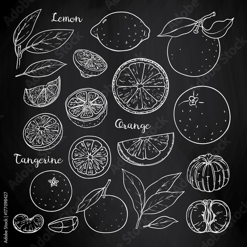 Summer citrus fruits set whole and slices: lemon, orange, tangerine. Vector sketch on blackboard.