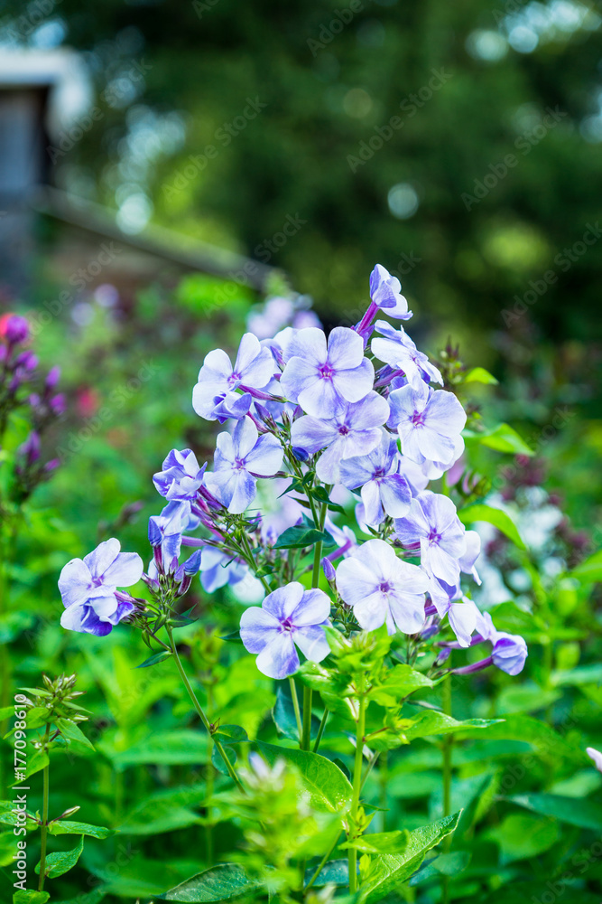 Blooming phlox in the garden. Shallow depth of fied.