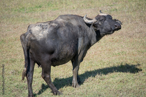 Huge buffalo standing in a field of grasses