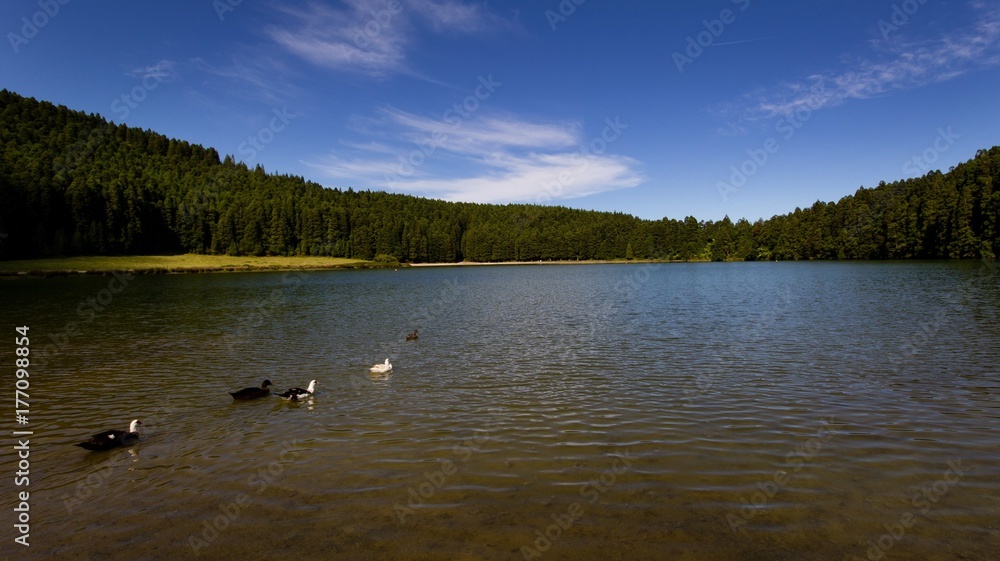 Naklejka premium Ducks on a lake