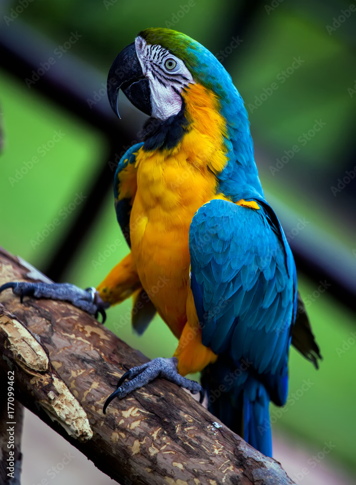Obraz premium Blue and yellow macaw parrot on tree branch