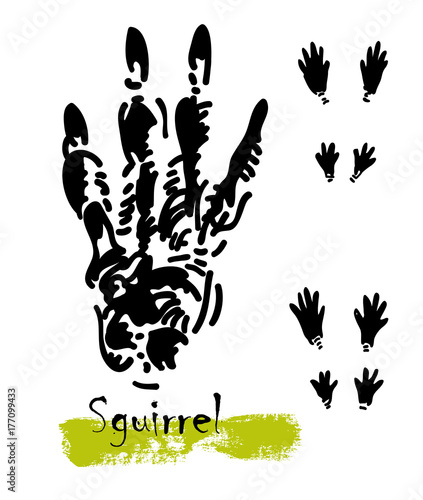 Silhouettes of traces of wild animals. Traces of a squirrel. Vector illustration