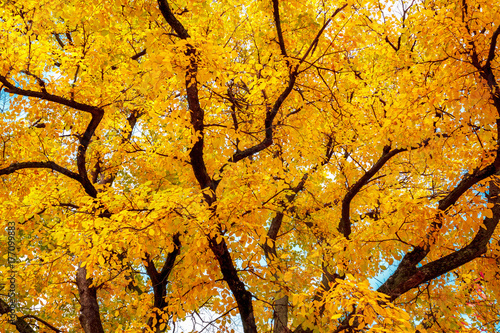 autumn tree with bright yellow leaves.