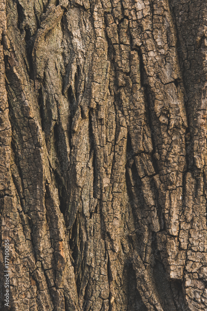 Obraz premium tree bark texture