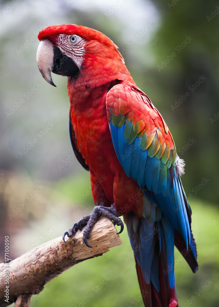 Red and blue macaw parrot on branch