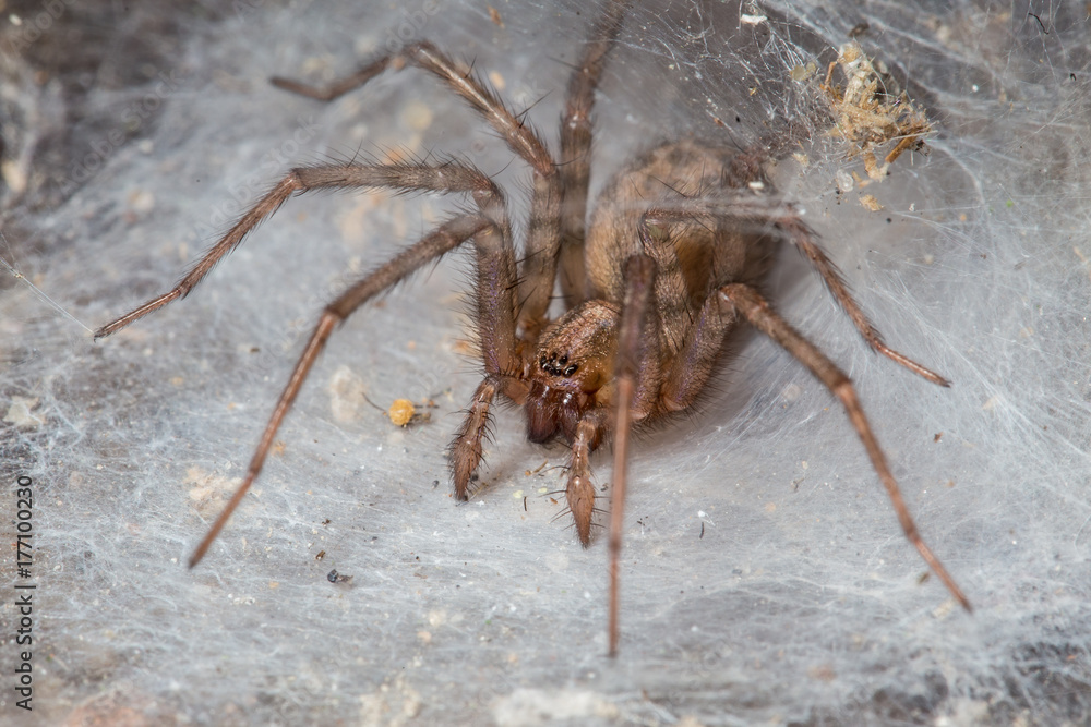 The spider in his home