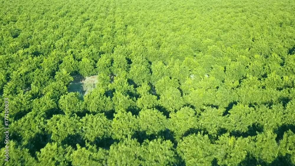 Low flight over the tops of young citrus trees forming a sea of green canopy Low flight over the tops of young citrus trees forming a sea of green canopy