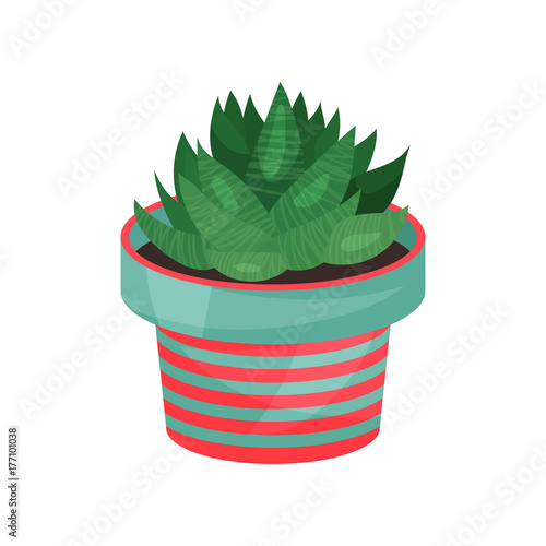 Aloe houseplant, potted plant vector illustration