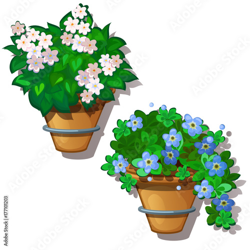 White and blue home flowers in hanging pots. Vector Illustration in cartoon style isolated on white background