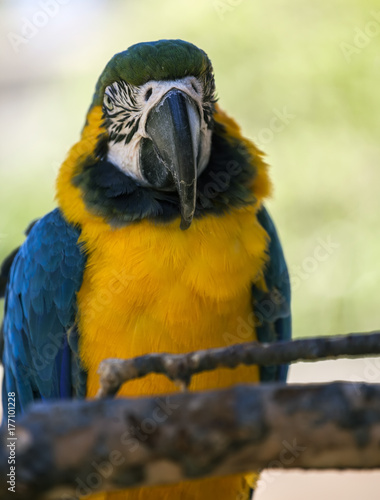 Yellow and blue macaw parrot
