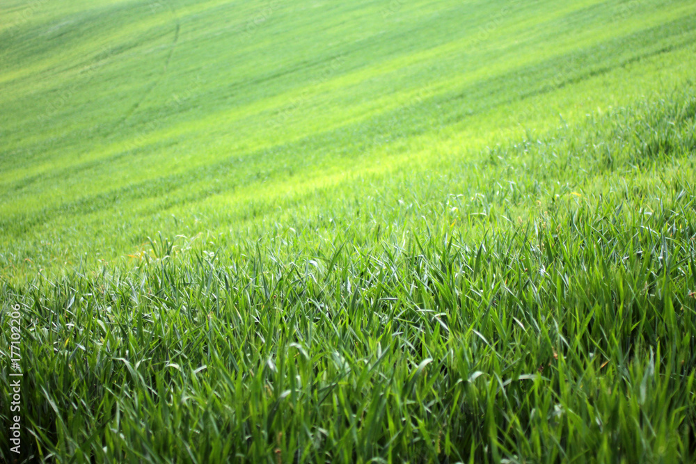 Obraz premium green lands