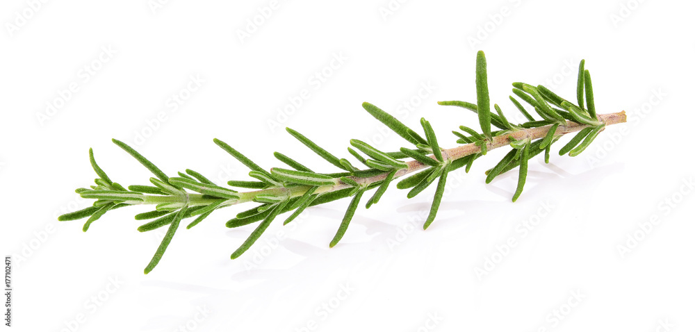 Rosemary isolated on white background Rosemary isolated on white background
