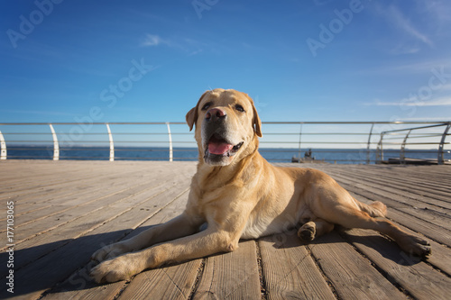 Laid-back Labrador Enjoying a Sunny Day on the Pier