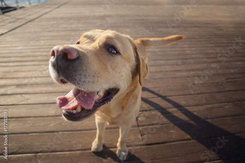 Wide Angle Woofs: Happy Labrador's Pier Portrait