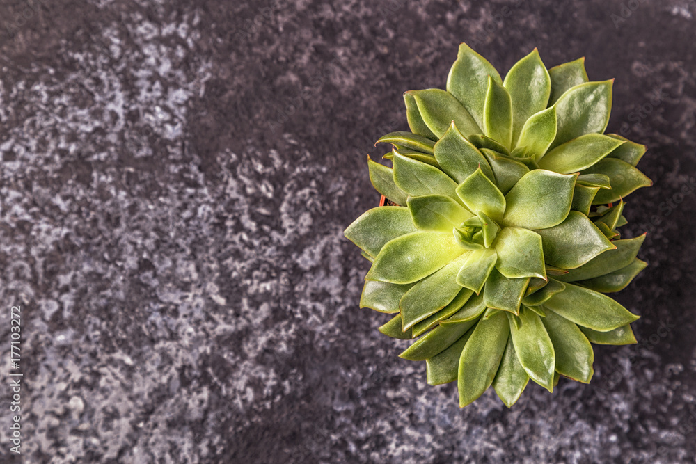 Green succulent plants on dark background. Green succulent plants on dark background.