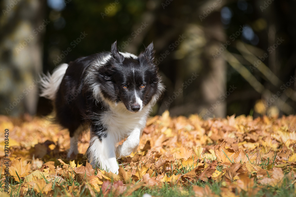 Border Collie im Herbst Border Collie im Herbst