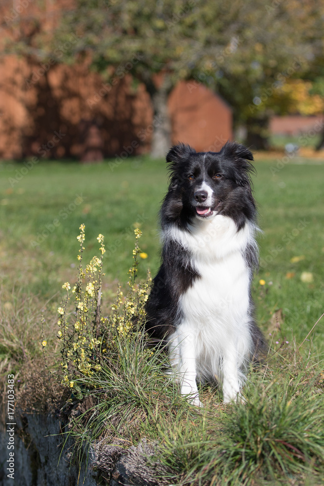 Border Collie im Herbst Border Collie im Herbst