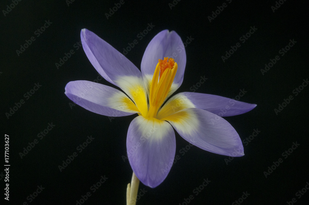 Fototapeta premium Crocus sieberi subsp. sublimis 'Tricolor'