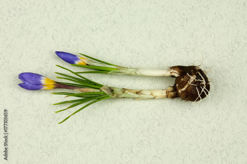 Crocus sieberi subsp. sublimis 'Tricolor' photo