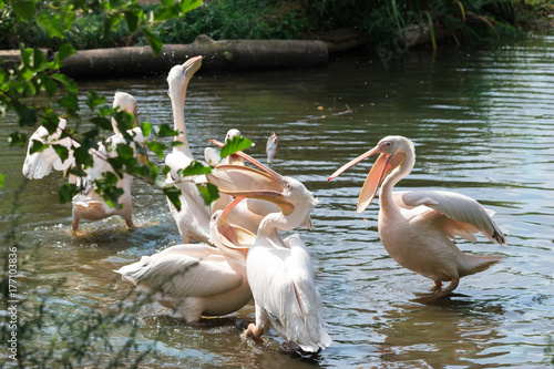 Herd of pelicans during meal