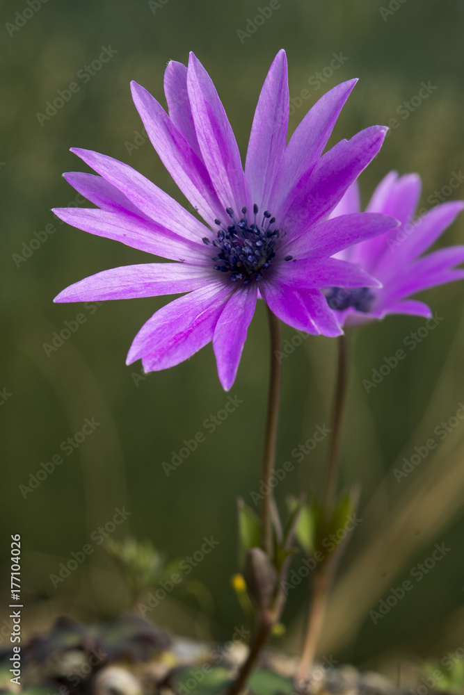 Fototapeta premium Anemone hortensis
