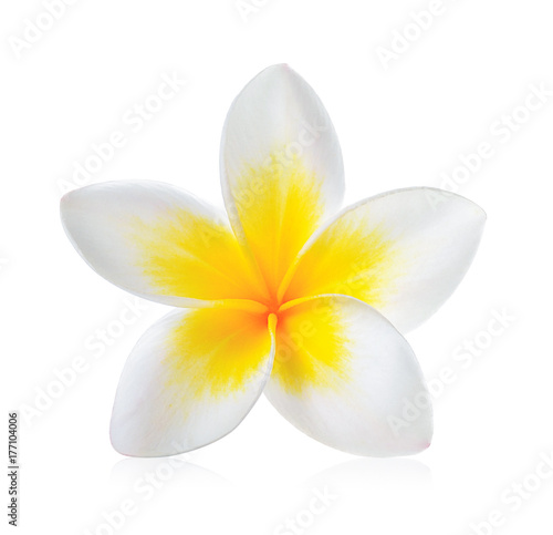 Frangipani flower isolated on white background