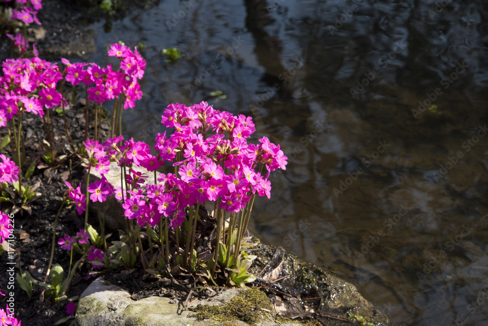 Obraz premium Primula rosea