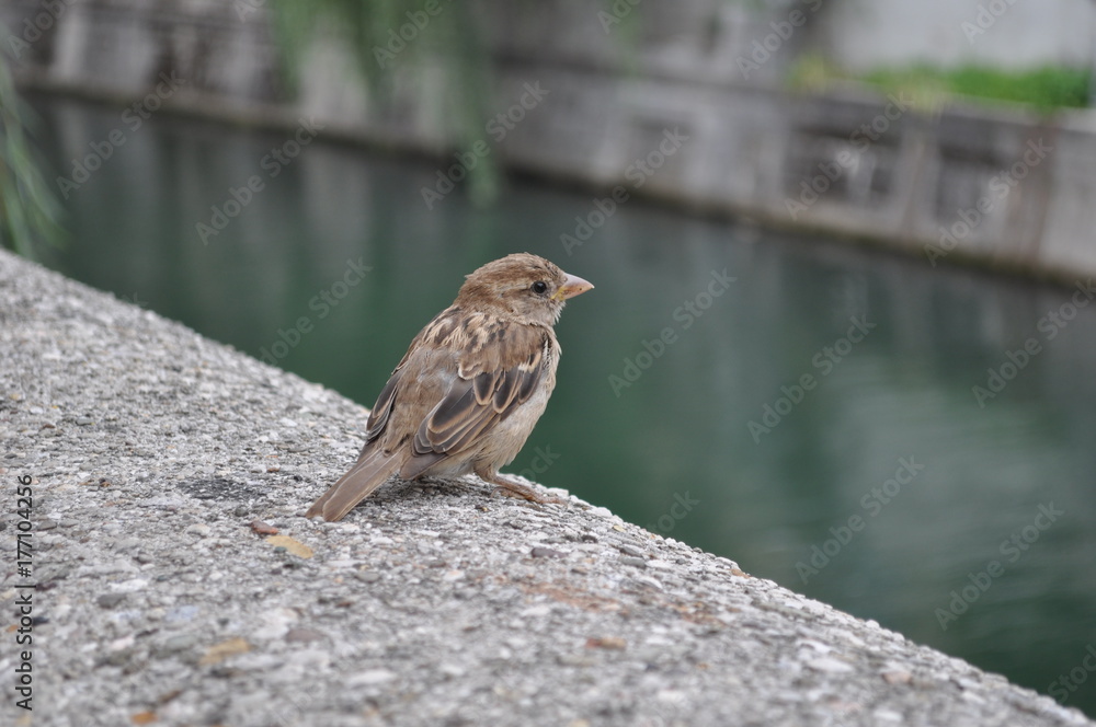 Fototapeta premium A moment of peace