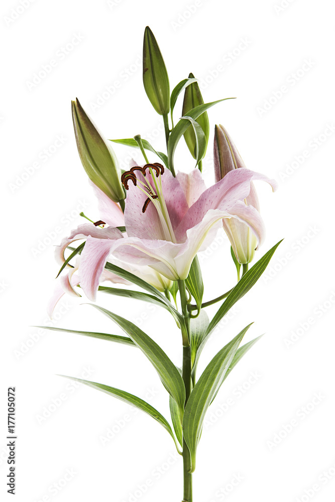 Naklejka premium ramo de azucenas con fondo blanco