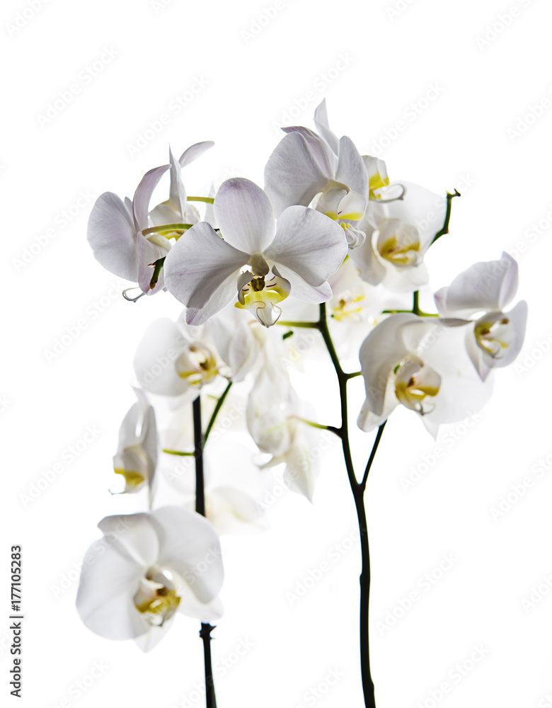 orquídea blanca aislada orquídea blanca aislada