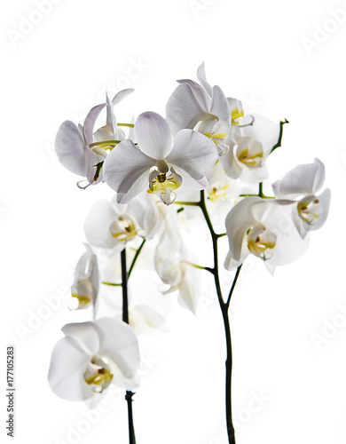 orquídea blanca aislada