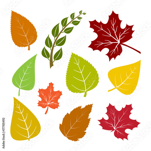 Colorful set autumn leaves. Vector illustration