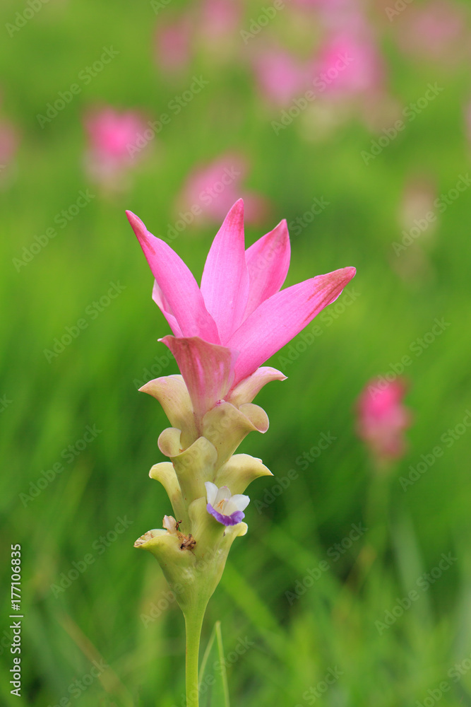 Beautiful wild siam tulips blooming in the jungle at Sai Thong National Park, Chaiyaphum, Thailand Beautiful wild siam tulips blooming in the jungle at Sai Thong National Park, Chaiyaphum, Thailand
