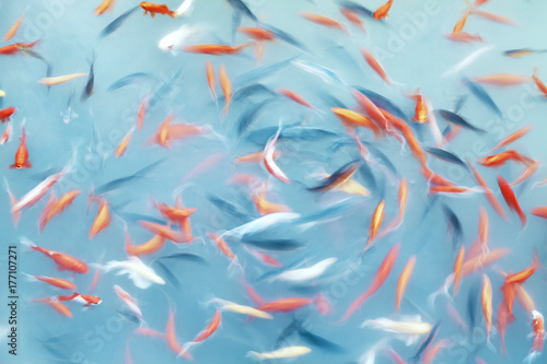 Abstract artistic background made of motion blur fish swimming in a pond, color toning applied. © MaciejBledowski