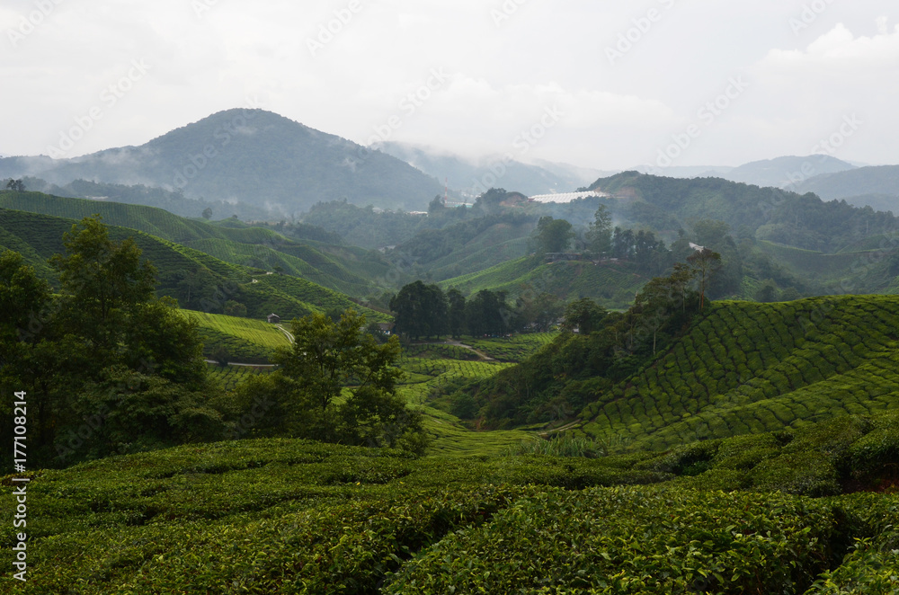 Teeplantage in Malaysia