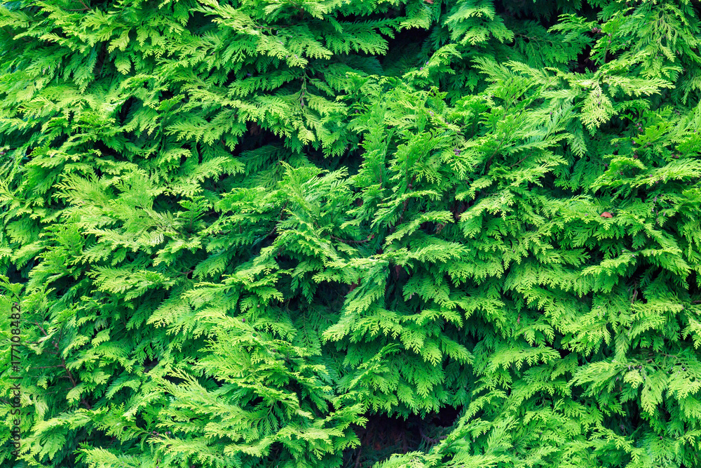 Conifer Tree Conifer Tree