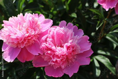 Pink peony flower bush in home garden in summer season