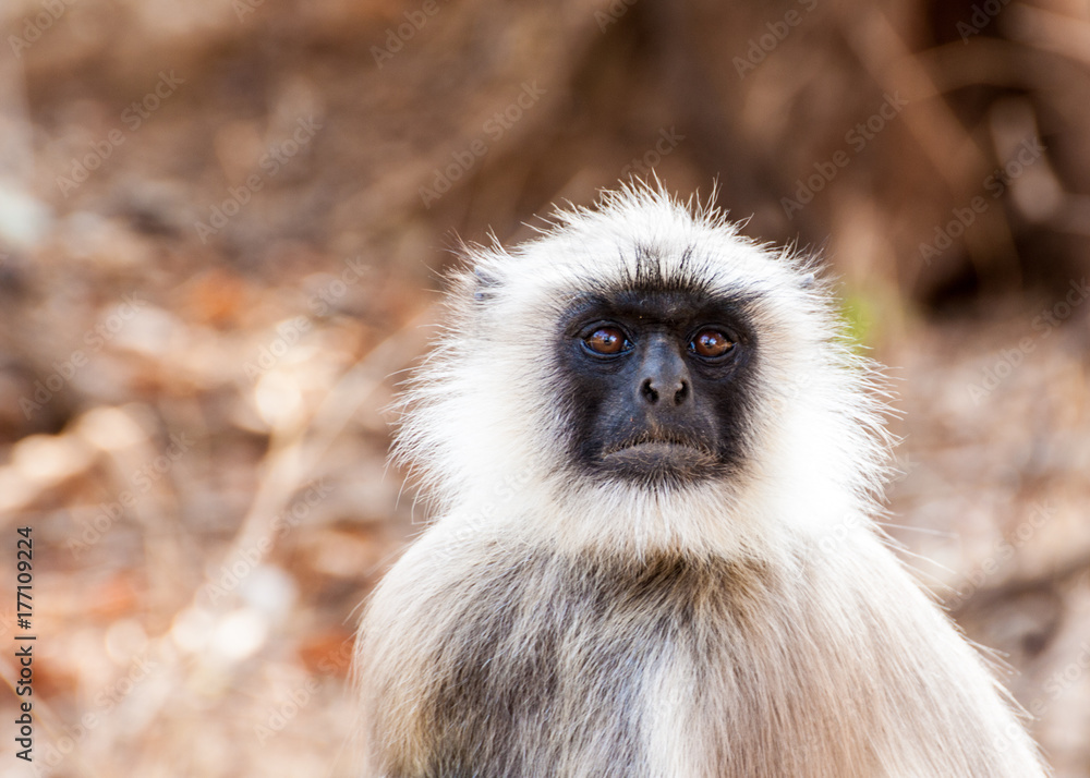 Obraz premium Hanuman Langur Monkey in Sariska National Park, India