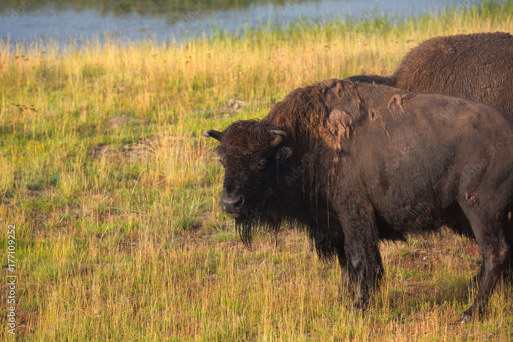bison in grasslands of Yellowstone National Park in Wyoming, USA bison in grasslands of Yellowstone National Park in Wyoming, USA