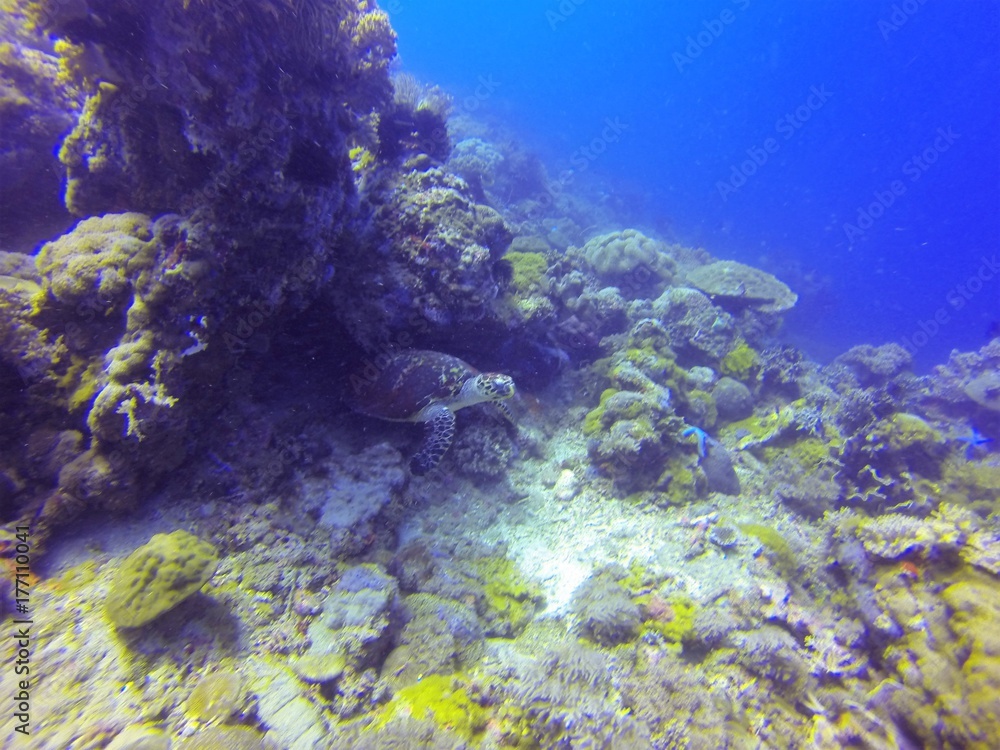 Naklejka premium turtle