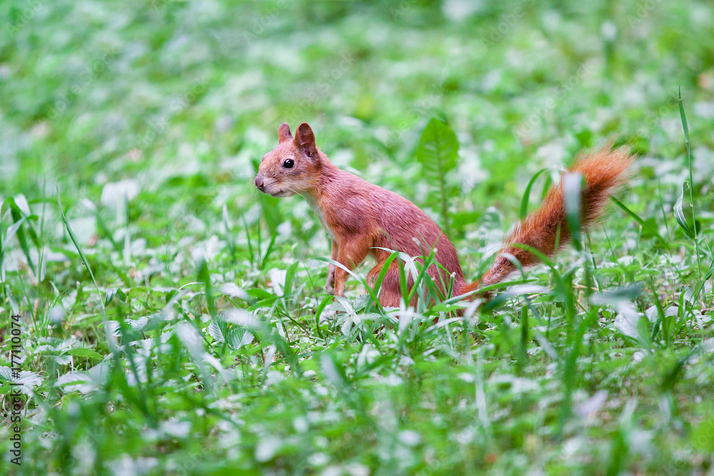 Sciurus vulgaris. Red Squirrel in the green grass