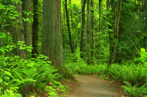 a picture of an Pacific Northwest forest trail